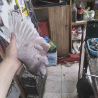 کبوتر