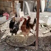 جوجه مرغ بالغ تخم گذار