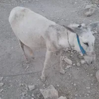 الاغ ماده