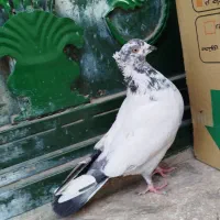 کبوتر پرشی گرفتنی ۶عدد یکجایی