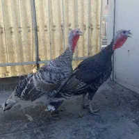 بوقلمون