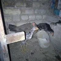 مرغ فروش