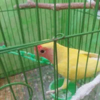 کوتوله|پرنده|سبزوار, امیر کبیر|دیوار