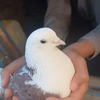 کبوتر پرشی