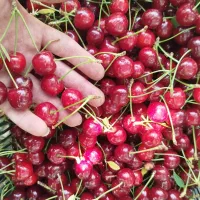 خرید فروش آلبالو