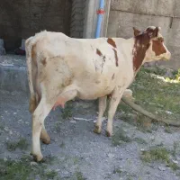 گاو سیمینتال شیری شکم دوم