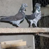 کبوتر سه جفت کفتر