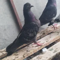 نروماده گندمی پرشی