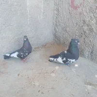 کبوتر نر ماده