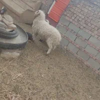 بره نر