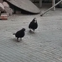 تعدادی کفتر خوب