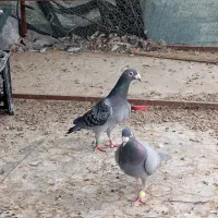 کبوتر