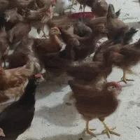 فروش جوجه مرغ تخمگذار گلپایگانی سه ماهه