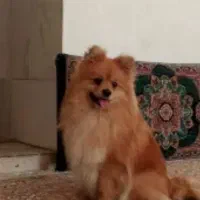 پامرانین