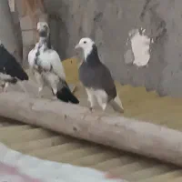 کبوتر پرشی