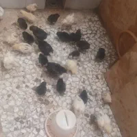 برهوما