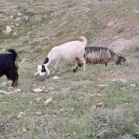 شکار