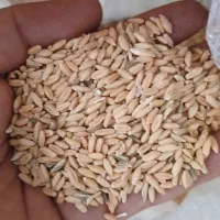 گندم تازه دیمی
