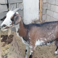 بزمیانه.برای پروار