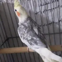 عروس هلندی نر