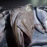 ماهی جنوب ارسال به تمام کشور