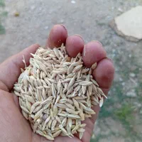یک تن جو فروشی
