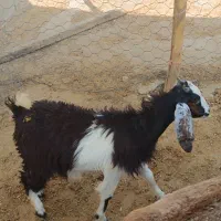 ۴عدد بزغاله کوچک ماده