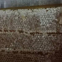 عسل جنگل ۱۰۰٪ طبیعی( بشرط)