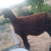 بره