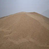 گندم سیروان فوق العاده تمیز فقط نقدی
