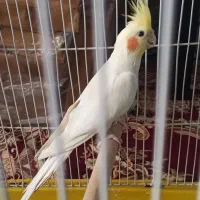 عروس هلندی نر