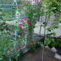 حیاط-قدیمی-دو-طبقه-جنوبی-275متر