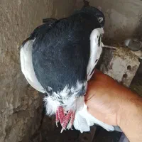 کبوتر قره باش جفت وسیک زرد پاپر باخت رفته