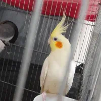 عروس هلندی نر ماده سخنگو مولد به همراه جوجه دونخور