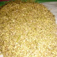 گشنیز