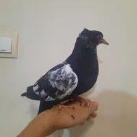 جوجه کفتر دستی