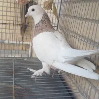 طوقی نر هفرنگ سرور مست