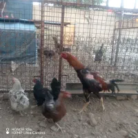 مرغ و خروس