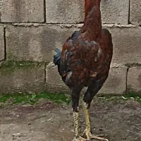 خوروسلاریاصل