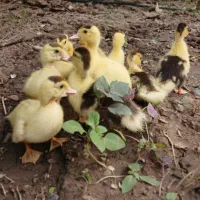 جوجه اردک خارجی