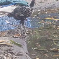 مرغ