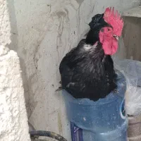 فروش خروس پاپری و مرغ لاری در تهراندشت