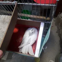 عروس هلندی آلبینو ماده