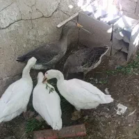 غاز فروشی