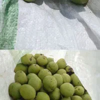 گردو خیس ۳مدل قیمت دارم از باغ چیندم