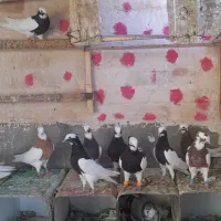 کبوتر طوقی