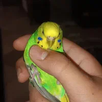 ۱ عدد مرغ عشق ماده بالغ۴۰۰