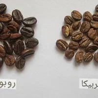 قهوه عربیکا ، روبوستا ( کلمبیا سوفیا )