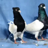 کله سیاه واکسی چش ونوک سفیددرجه ۱آس