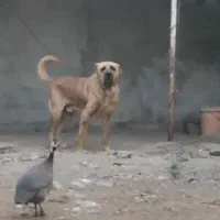 سگ والکادو نگهبان گله ای سرابی الابای ژرمن